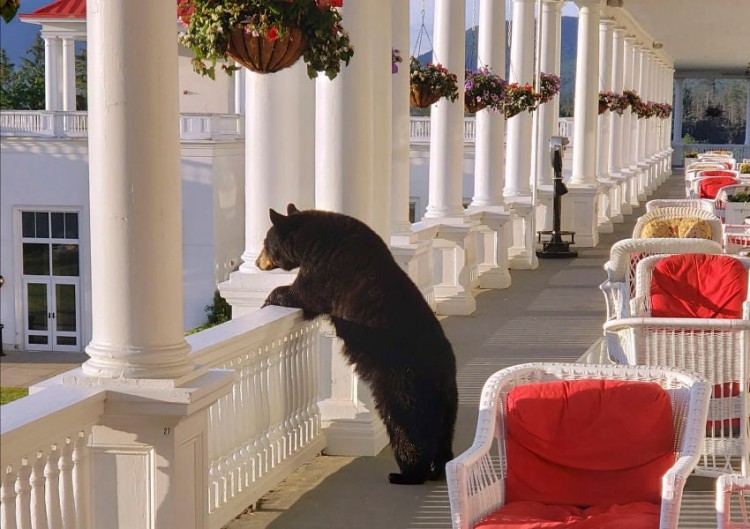 Teddy Land: Black bear in New Hampshire hotel