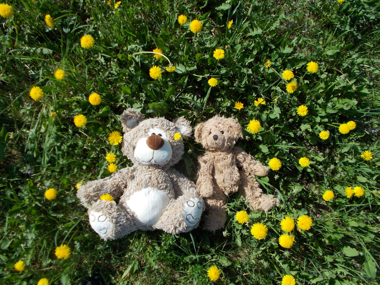 Teddy Land: On the right side of the grass