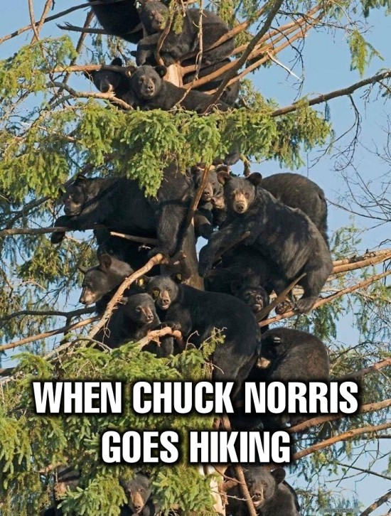 Teddy Land: When Chuck Norris goes hiking