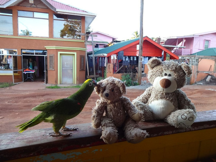 Teddy Land: Parrot Toda grooming Teddy Little Bear in Mahdia, Guyana