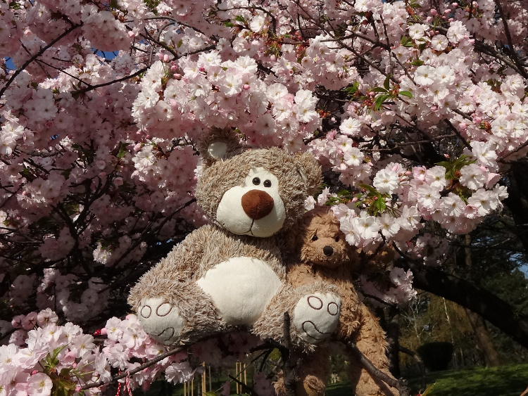 Teddy Land: Hanami brought to you by Bloomingbears