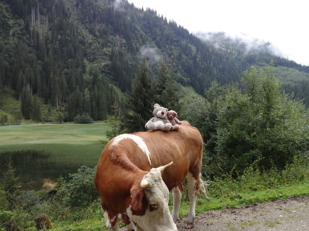 Teddy Land: Schladminger Tauern, Austrian Central Alps