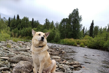 Dog Ural on Lozva river