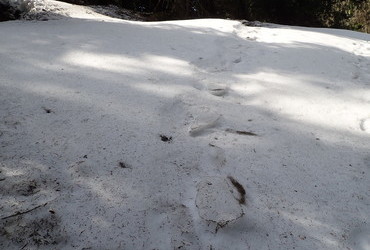 One month old snowshoes tracks