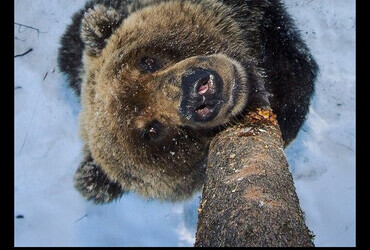 Most bears that have met people think we live on trees