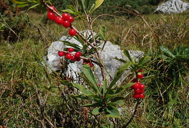Daphne mezereum (Бясно дърво)