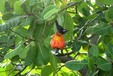 Cashew tree - Scarborough, Tobago