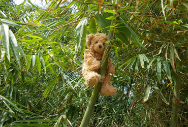 Ok, I am hanging on a bamboo, does this make me a freaking panda? - West Toraja