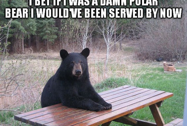 I bet if I was a damn polar bear I would've been served by now.