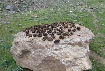 Dry yak dung for fuel - Spiti Valley, Tibet