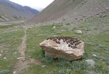 Dry yak dung for fuel - Spiti Valley, Tibet