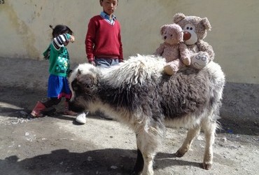 Baby yak - Mudh, Spiti Valley, Tibet