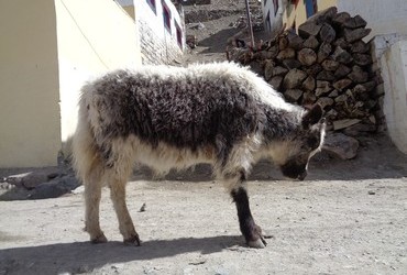 Baby yak - Mudh, Spiti Valley, Tibet