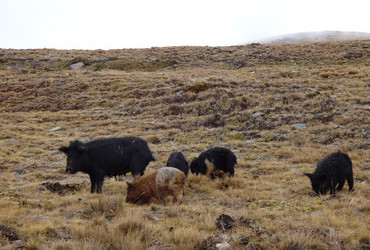 Punk wild pigs - Cordillera Real, Bolivia