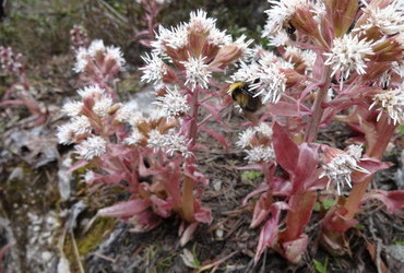 Sexton Dolomites - bumblebee on a mountain flower