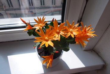 Flower for my namesake day - St Theodore's Day