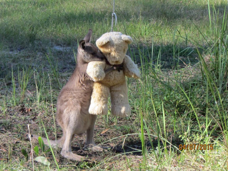 Teddy Land: Baby wallaby with a Teddy Bear