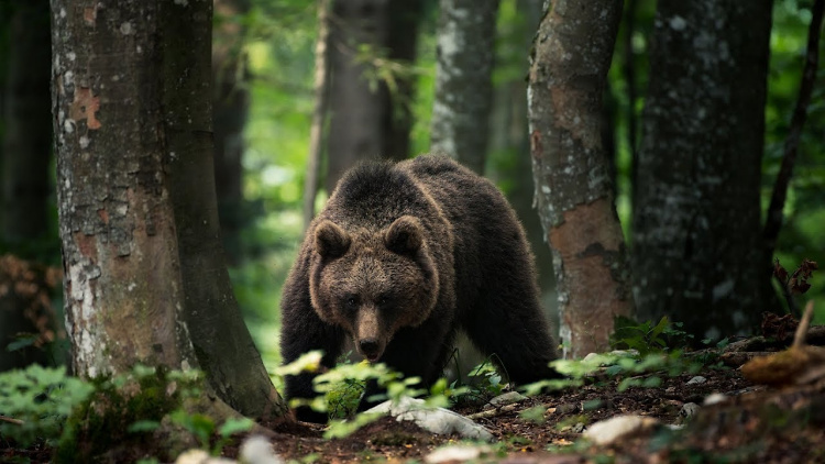 Bear © Luka Esenko