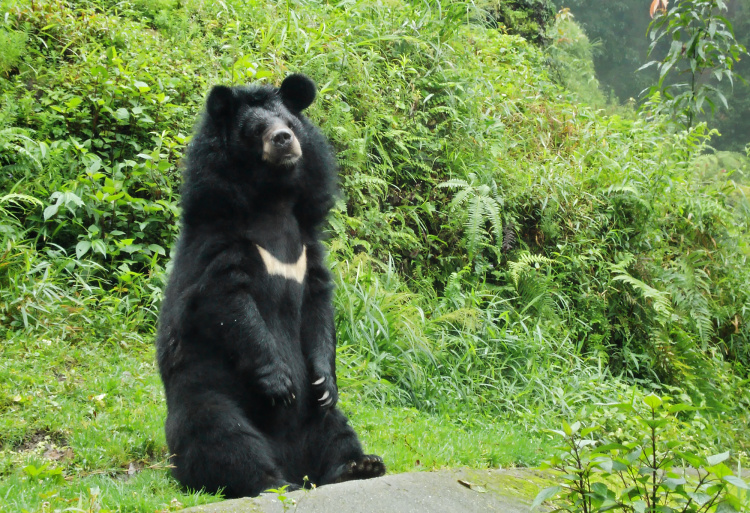 Teddy Land: Himalayan Bear