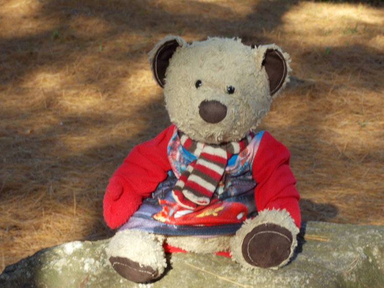 Teddy Land: Ted from Rhode Island
