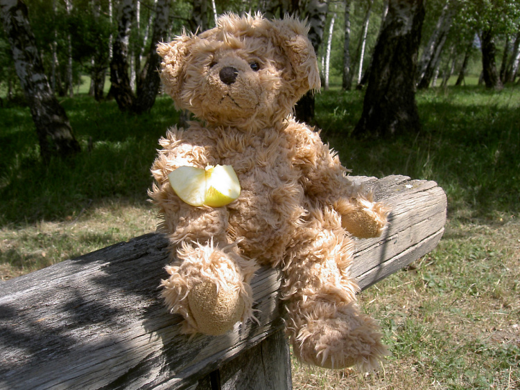 Teddy Land: I like fruits and to go places