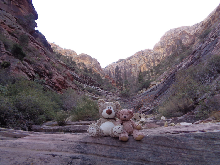 Teddy land: Terrace Canyon