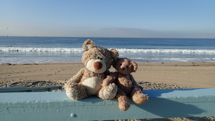 Teddy Land: Venice Beach