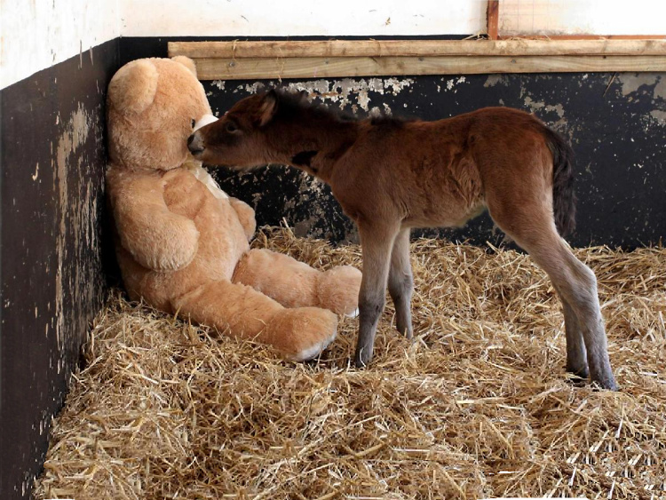 Teddy Land: Orphaned pony Breeze and his 4tf Teddy Bear called Button