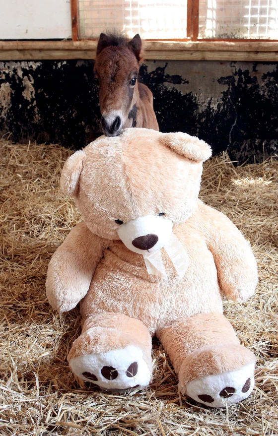 Orphaned pony Breeze and his Teddy bear