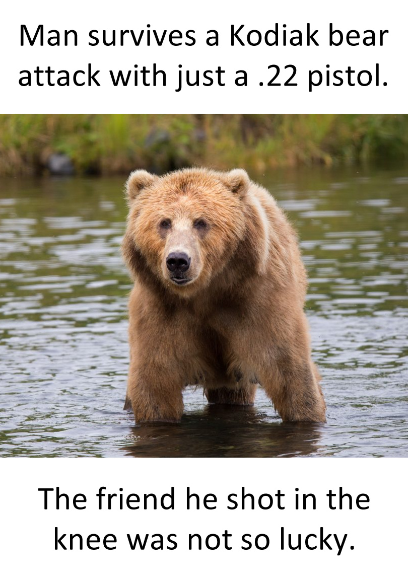 Teddy Land: How to survive Kodiak bear attack