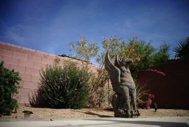 Creatures in our backyard - Las Vegas, Nevada