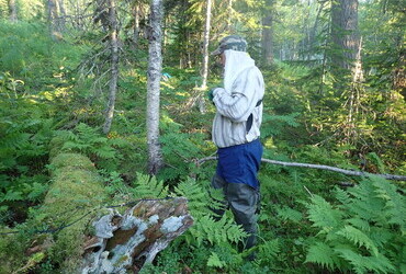 Oleg Taymen at the fallen cedar 5 m from THE cedar