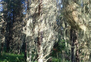 Trees covered with witch's hair (very much like mine, only the color is different)