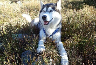 Gorgeous Siberian Husky Fee, we call her Feche.