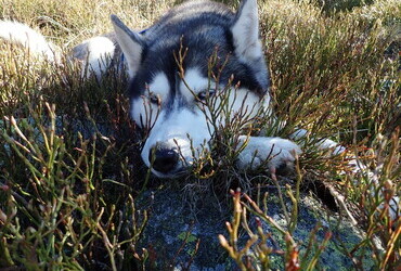 Gorgeous Siberian Husky Fee, we call her Feche. Camera shy.