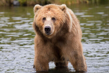 Hot to survive a Kodiak bear attack
