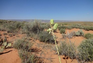 Coyote Gulch - Desert Bell Peppers