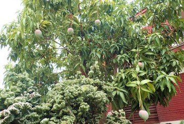 This is how mangoes hang from trees.
