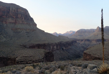 Utah Agave - Grand Canyon