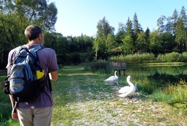 Passing by swans with little ones is harder than going by a bull carrying a red backpack.