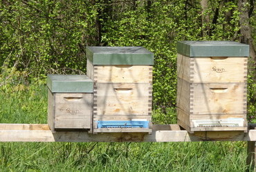 Beehives from up close - Kahlenberg, Vienna, Austria
