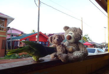 Parrot Toda did some affectionate grooming on Teddy Little Bear - Mahdia, Guyana