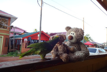 Parrot Toda did some affectionate grooming on Teddy Little Bear - Mahdia, Guyana