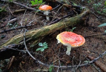 Starting your day with Fly agaric helps spotting the red and white trail marks during the day
