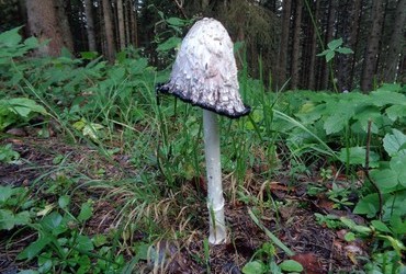 Coprinus comatus aka Shaggy Inkcap or the Lawyer's Wig. Doesn't mix with alcohol. 