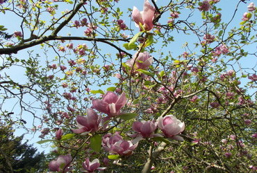Spring in Vienna - Schönbrunn