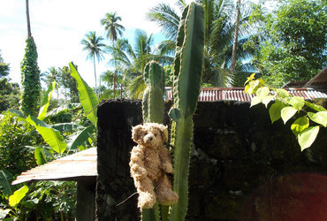 It's not very comfortable to sit on a cactus, you know - Siau, Sulawesi, Indonesia