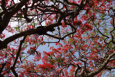 Flamboyant tree - Scarborough, Tobago