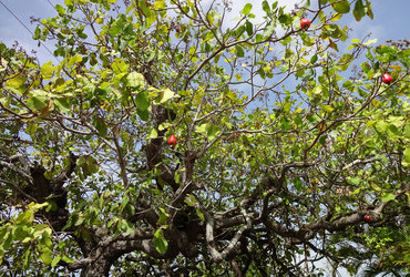 Cashew tree - Scarborough, Tobago