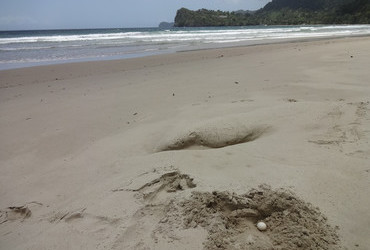 Las Cuevas Bay, Trinidad - Leatherback turtle egg, we found it and we buried it